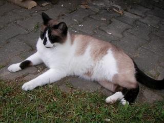 pallino pallino