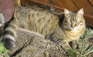 01/473-Kitty_001.jpg