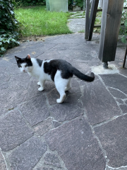 01/525-Janosch.jpg