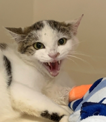 02/381-TH_katze_4.9.jpg