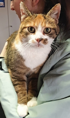 02/471-Tricolorkatze.jpg