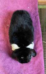 Kaninchen_4